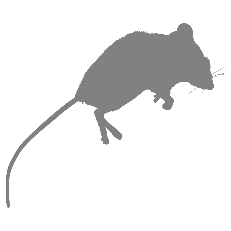 Ratón